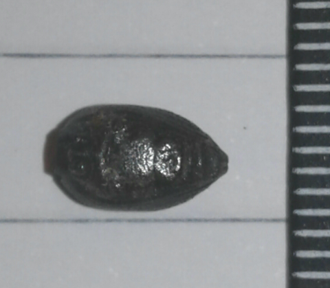 Coleottero da ID (Curculionidae?): cfr. Otiorhynchus sp.
